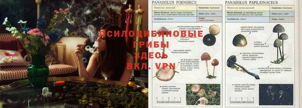 ешки Вязьма